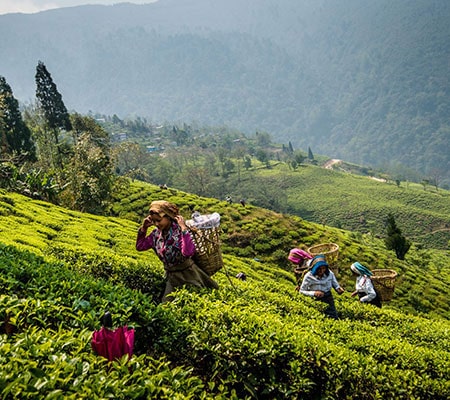 Darjeeling